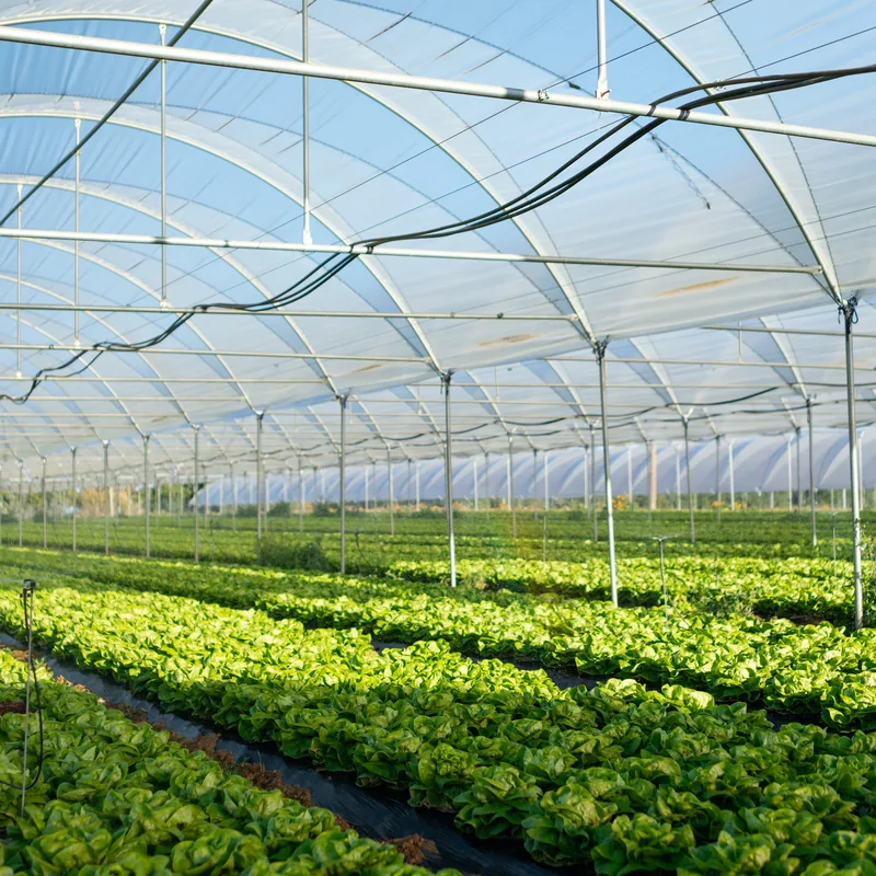 Rows of leafy crops growing under a polyhouse